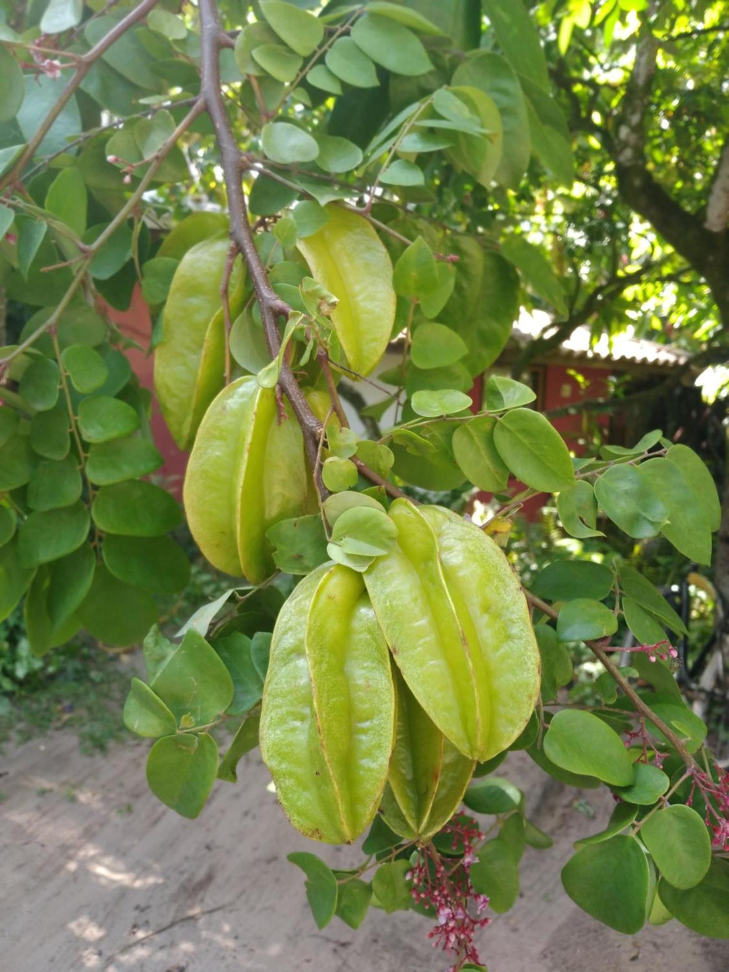 Pousada Fruta Pao Hotel Barra Grande  Exterior photo